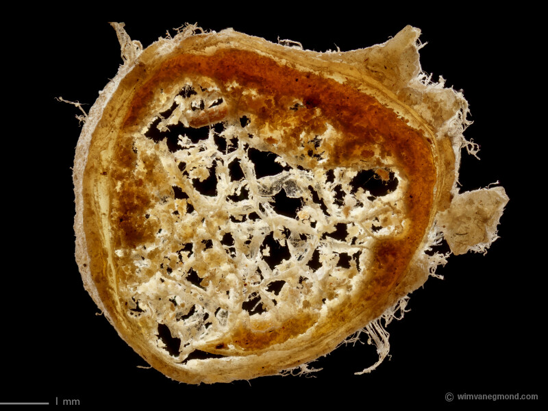 optic nerve of a cow, cross section made by Antoni van Leeuwenhoek