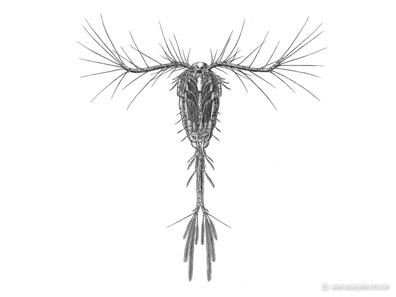 Drawing of a marine copepod